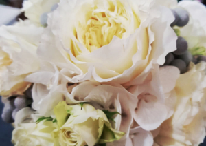 Rose pallide
