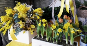 Fiori freschi a Pisa Festa della donna